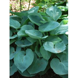 Perennial Farm Marketplace Hosta x 'Blue Angel' (Plantain Lily) Perennial, Size-#1 Container, Deep Bluish Leaves with White Flowers