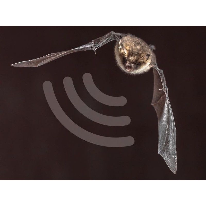 Whadda Solder Kit Ultrasonic Bat Detector Stereo