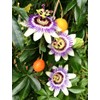 Seeds Yellow Passion Fruit 10+ Seeds to Grow Exotic Plant