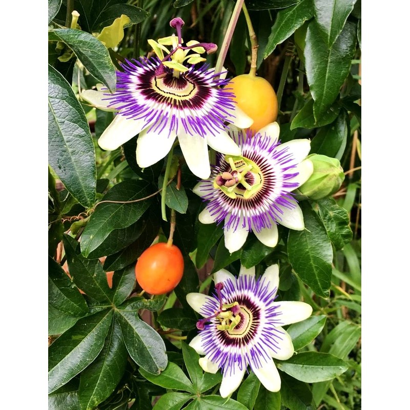 Seeds Yellow Passion Fruit 10+ Seeds to Grow Exotic Plant