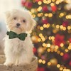 Elegant little tail Christmas Dog Collar with Bow - Herringbone