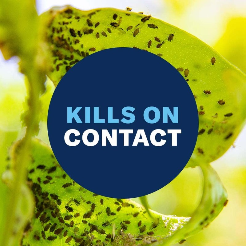 BioAdvanced Houseplant Insect & Mite Control, Ready-to-Use Fungul Disease &