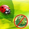 1500 Live Ladybugs - Hippodamia Convergens - Guaranteed Live Deliver