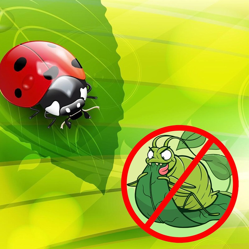 1500 Live Ladybugs - Hippodamia Convergens - Guaranteed Live Deliver