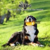 HETOO Dog Toy, Indestructible Toy for Large Dogs, Chew Toy