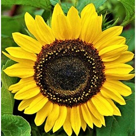 Sunflower Domino Sunflower Seeds 50+ Seeds NON-GMO BUY 4 GET FREE SHIPPING