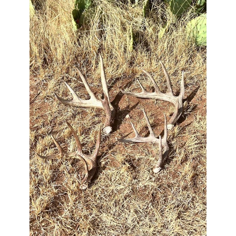 The Antler Store One Top-Grade Craft Whitetail Deer Antler Shed