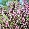 Generic The Dwarf Bonfire Patio Peach Tree, Pink Double Petal