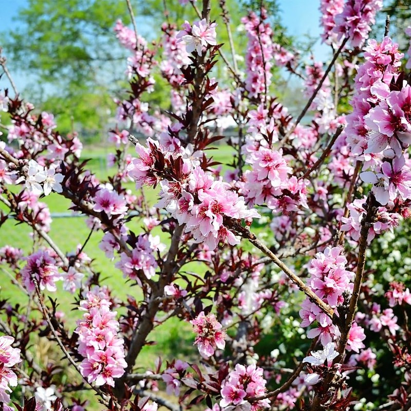 Generic The Dwarf Bonfire Patio Peach Tree, Pink Double Petal