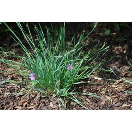 Perennial Farm Marketplace Sisyrinchium a. 'Lucerne' (Blue-Eyed Grass) Perennial, 1 Quart, Bluish Flowers