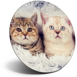Destination Vinyl ltd Magnet for Refrigerator, Fridge - Cute Kitten Cats Cat Baby Animal for Office, Cabinet and Whiteboard, Magnetic Stickers, 15505