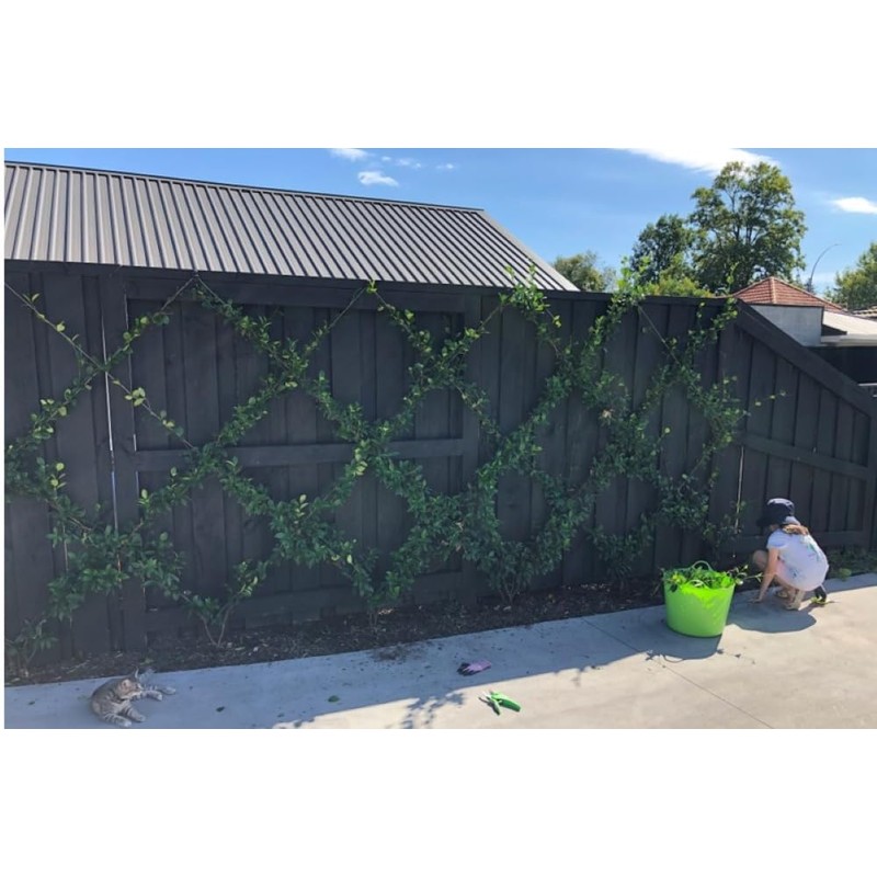 Espalar Surface Mounted Heavy Duty Universal Espalier/Trellis Kit for Climbing