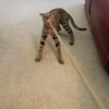 CoolCyberCats Kitty Leather Fling String - Interactive Cat and Kitten