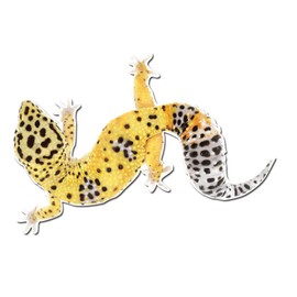 Dark Spark Decals Adorable Leopard Gecko Pet Lizard - 6 InchFull Color Vinyl Decal for Indoor or Outdoor use, Cars, Laptops, Décor, Windows, and More