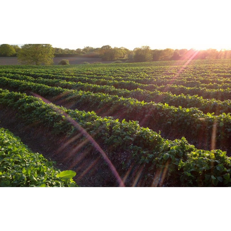 Tiptree Strawberry with Champagne Conserve (340g)