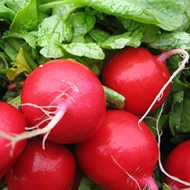 600 Early Scarlet Globe Radish Seeds for Planting Heirloom Non GMO 7 Grams of Seeds Garden Vegetable Bulk Survival