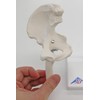 3B Scientific A84/1 Mini Hip Joint with Cross-Section + free