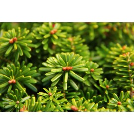 Conifer Kingdom Abies koreana 'Cis' - Korean Fir *Live Plant - #3 Container