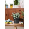 elho B.for Original Round 14 - Flower Pot for Indoor