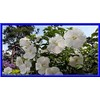 Seeds Bee Blooming Beautiful White Hardy Hibiscus Seeds - 10