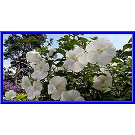 Seeds Bee Blooming Beautiful White Hardy Hibiscus Seeds -  10 Seeds   COMB S/H  SEE OUR STORE