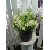 Deutzia gracilis 'Nikko' (Nikko Deutzia) Shrub, white flowers, #3 -