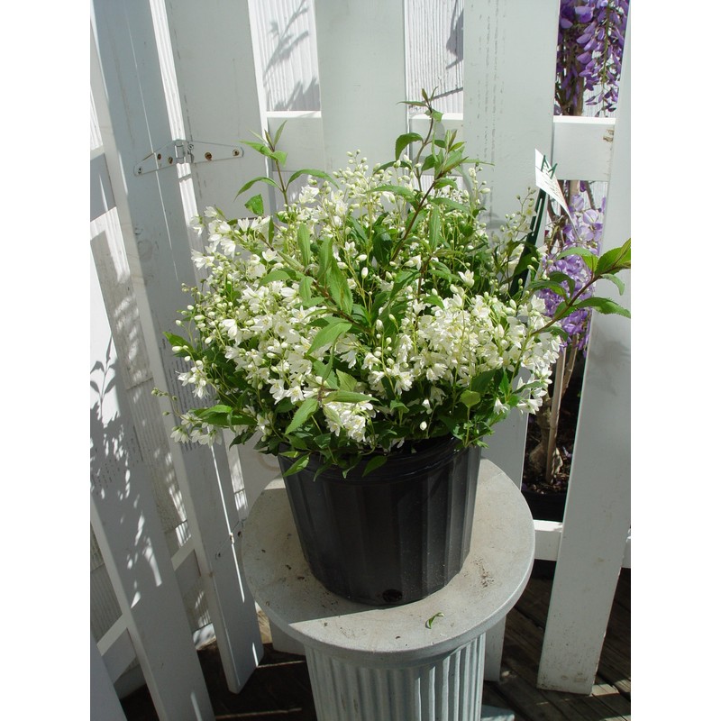 Deutzia gracilis 'Nikko' (Nikko Deutzia) Shrub, white flowers, #3 -