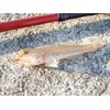 Berkley Gulp! Isome G2SQ 4-AKAISOME-BY Slender 4-Inch Red Isome, Sylogis