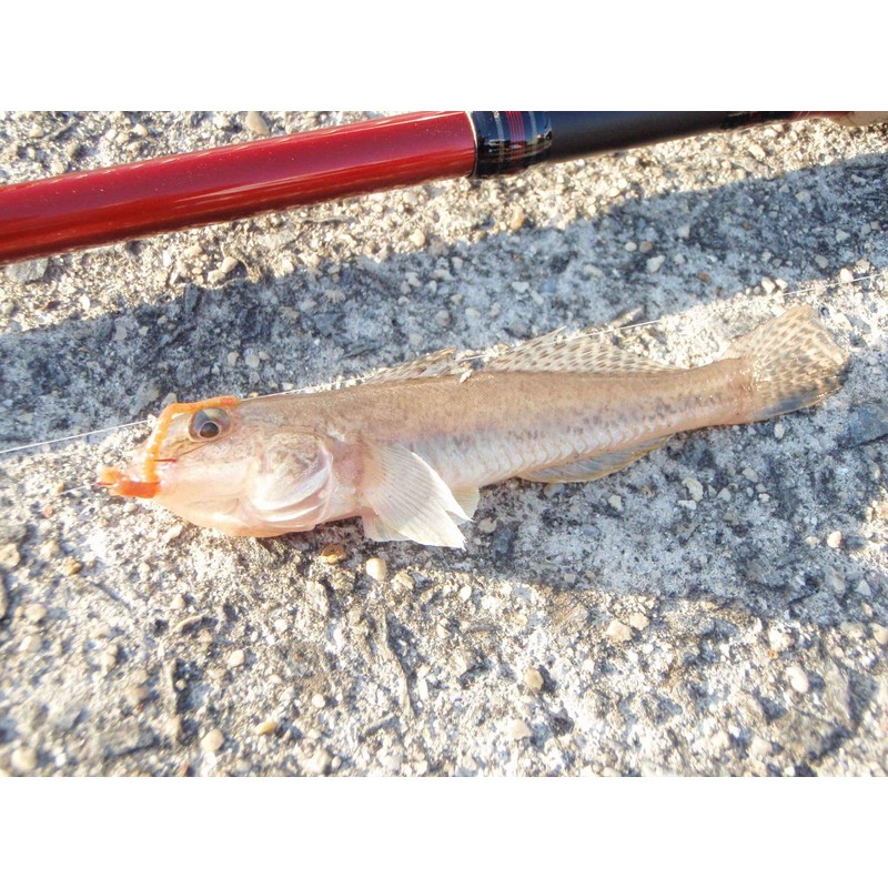 Berkley Gulp! Isome G2SQ 4-AKAISOME-BY Slender 4-Inch Red Isome, Sylogis