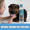 Bio-Groom DBB25012 So Gentle Hypo-Allergenic Dog and Cat Shampoo, 12-Ounce