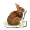 Earth Sky + Water - Cottontail Rabbit - 3.5″ Sticker