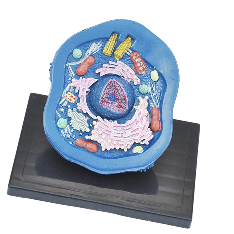 Dickly Anatomical Model Biology Projects for The Exhibition Delivers Cellular