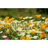 Ballerina California Poppy Mix - California Poppies, 1000+ Flower Seeds