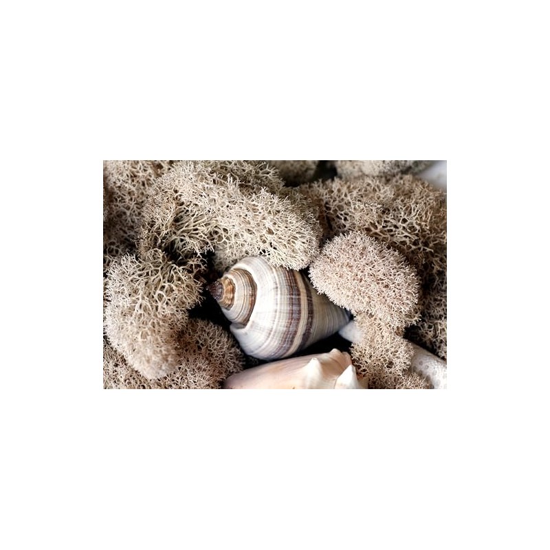 SuperMoss (23193) Reindeer Moss Preserved, White, 8oz Bag