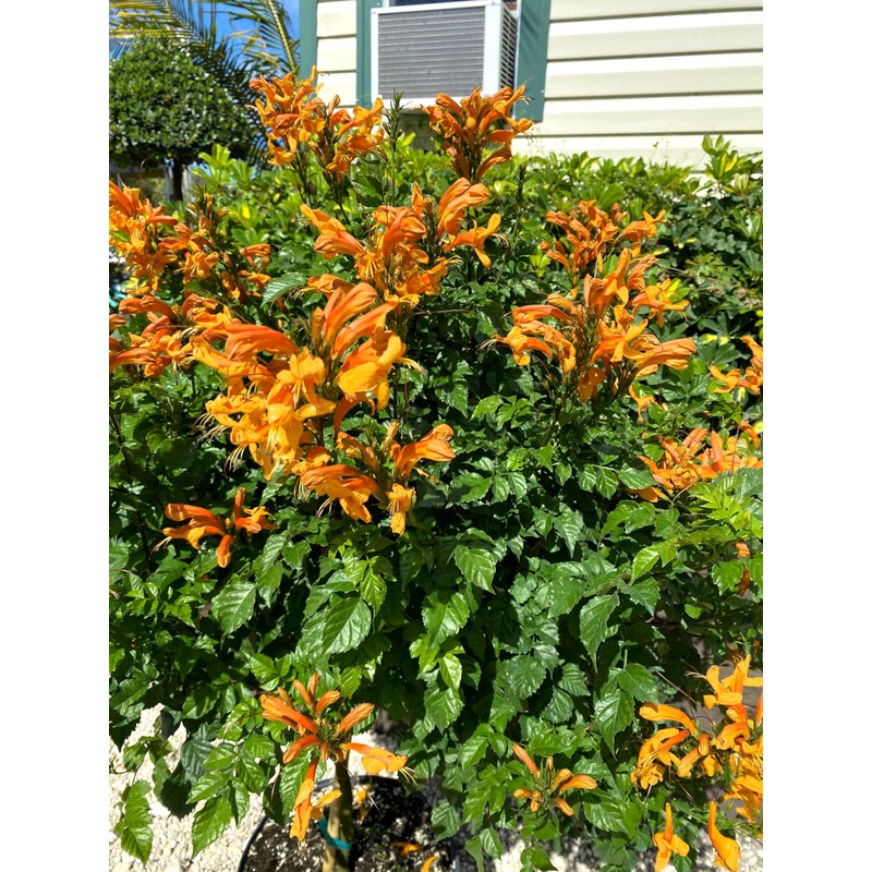 Cape Honeysuckle | 10 Live Plants | Tecomaria Capensis |