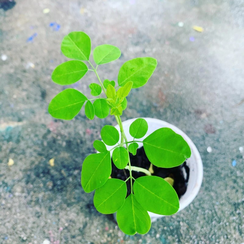 Ripkitty Moringa Oleifera (Tree of Life) Wingless Seeds Planting Nuts