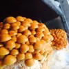 Roots ORGANIC - Nameko Mushroom (Pholiota nameko) Liquid Culture