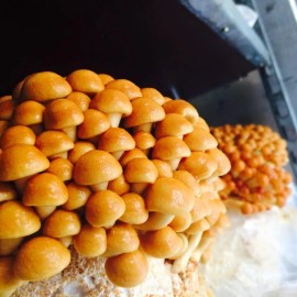 Roots ORGANIC - Nameko Mushroom (Pholiota nameko) Liquid Culture