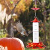 Hummingbird Feeder with Ant Moat - Clear Wild Bird Feeders