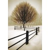 Solitude - Poster by David Lorenz Winston (11 x 14)