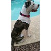 Max and Neo Nylon Martingale Collar - We Donate a
