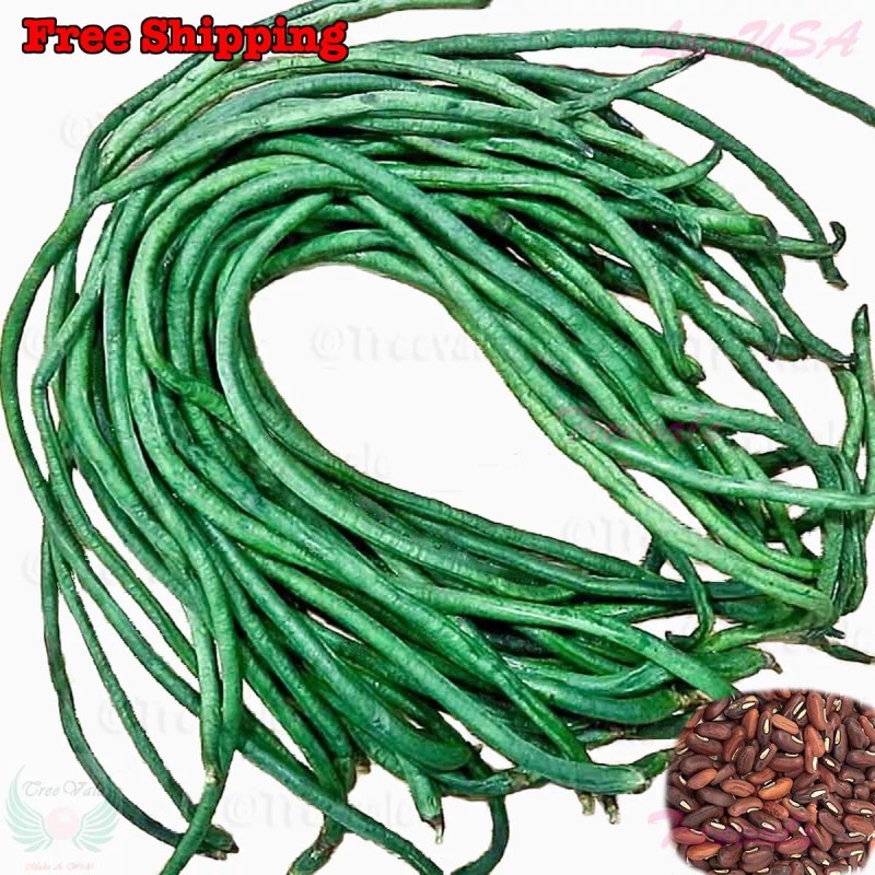 Treevale DARK GREEN Yardlong Bean, Asparagus Bean, Snake Bean, Chinese
