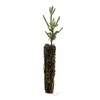 The Jonsteen Company Giant Sequoia | Small Tree Seedling |