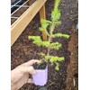 2 Live Medium me Spruce Trees appx 6-10" Tall Well