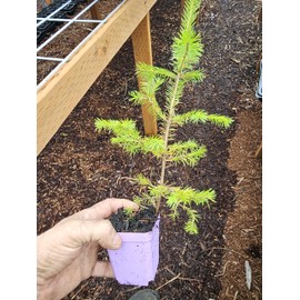 2 Live Medium me Spruce Trees appx 6-10" Tall Well Rooted Healthy in 4inch pots from Fairy Garden Farms