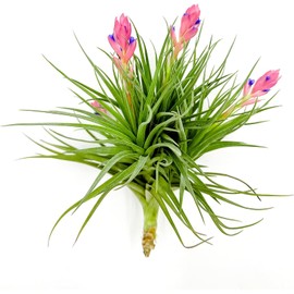 Air Plants - Flowering Tillandsia Rose BAER, Large 5" - 2ct - Live Arrival Guaranteed - House Plants for Home Decor & Gift