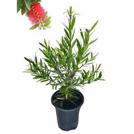 Bottlebrush Tree - Quart Size Container - Callistemon Citrinus 'Red Cluster'