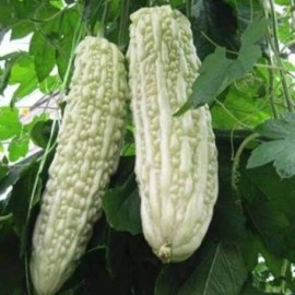 10+White Skin Bitter Gourd seeds Bitter melon Seeds Ku Gua Seeds Asian Fresh USA