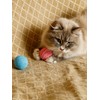 CattyMan Cat Cat Ball Play Karafuru