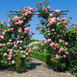 Giantex Garden Arch Trellis, Wedding Arbor for Ceremony Party, 79''W x 81''H, Metal Garden Arbor for Climbing Plants Rose, Outdoor Archway Pergola for Lawn Pathway Patio Backyard Decoration